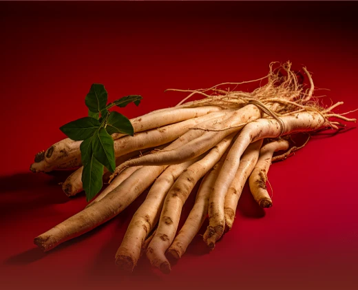 Panax Ginseng